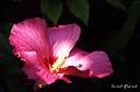 075fleur fuchia.jpg